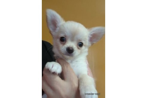 成約済の福岡県のチワワ(ロングコート)-253447